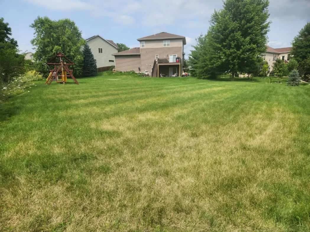 Patchy Madison lawn before TotalGuard weekly mowing service