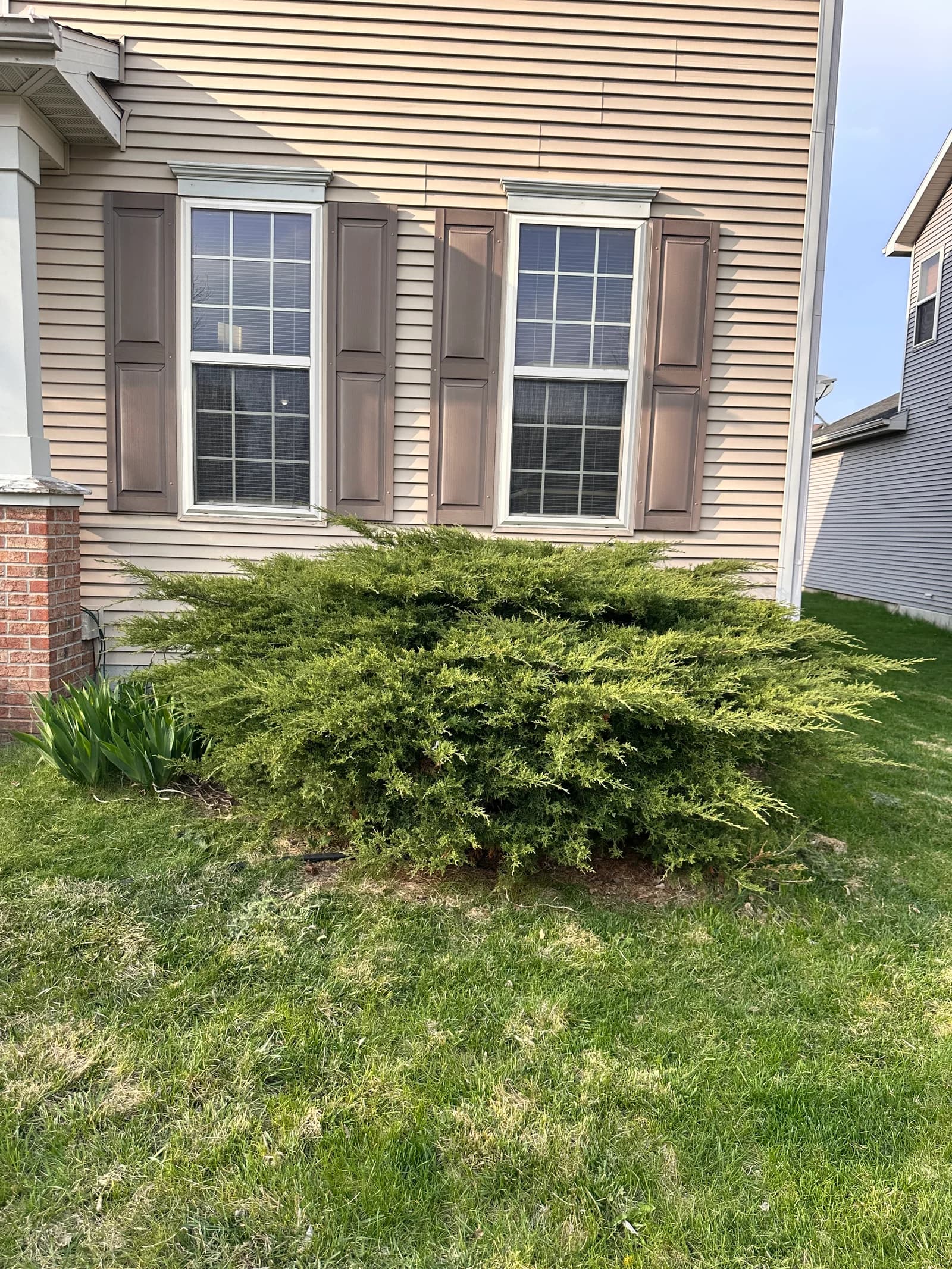 Overgrown arborvitae blocking home exterior and windows