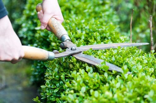 Bush Trimming service - Professional lawn care in Madison Wisconsin by TotalGuard
